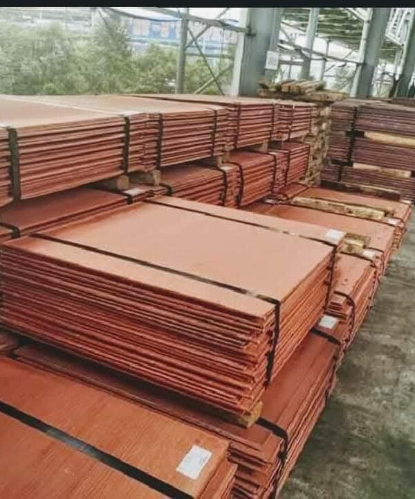 WhatsApp Image 2026-02-18 at 11.17.53